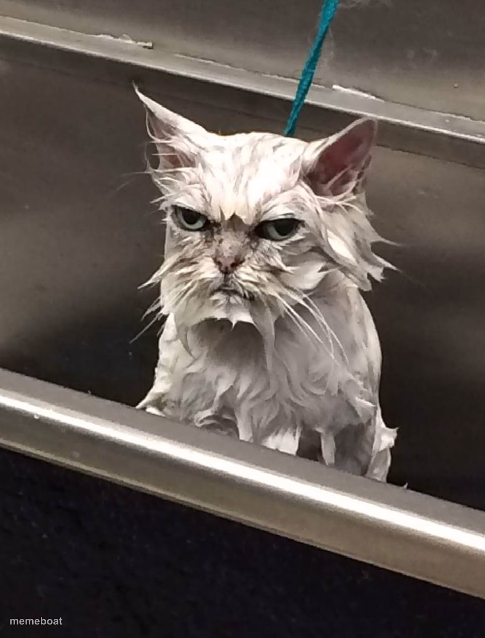 Wet Unhappy cat - meme generator image preview
