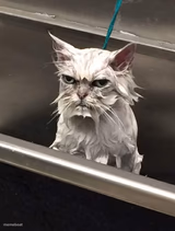 Wet Unhappy cat