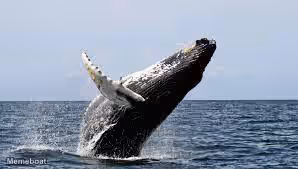 Whale Breaching