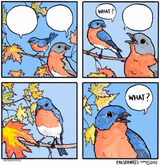 What bird