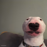 what da dog...