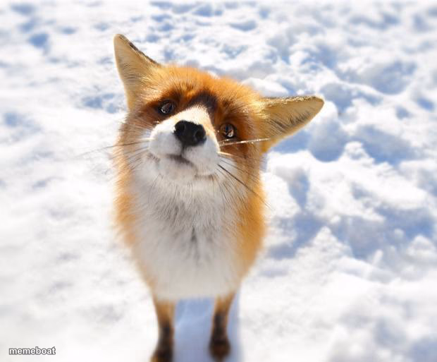 What Does The Fox Say? - meme generator image preview