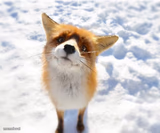 What Does The Fox Say?