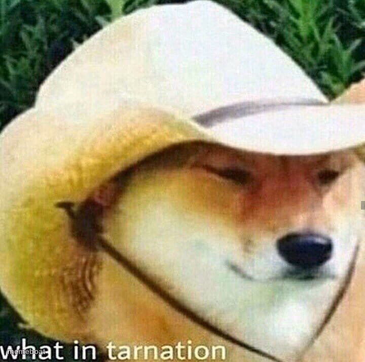 What in tarnation dog - meme generator image preview