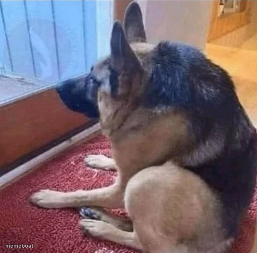 What the dog doin - meme generator image preview