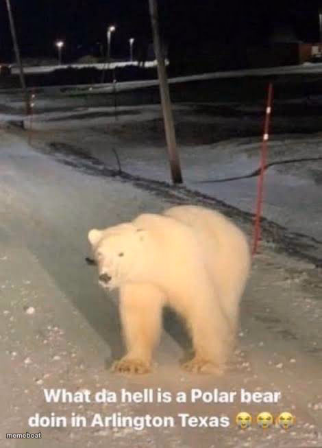 what the hell a polar bear doing in arlington texas - meme generator image preview
