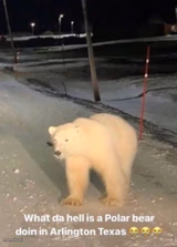 what the hell a polar bear doing in arlington texas