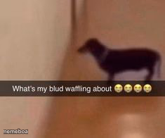 What's my blud waffling about - meme generator image preview