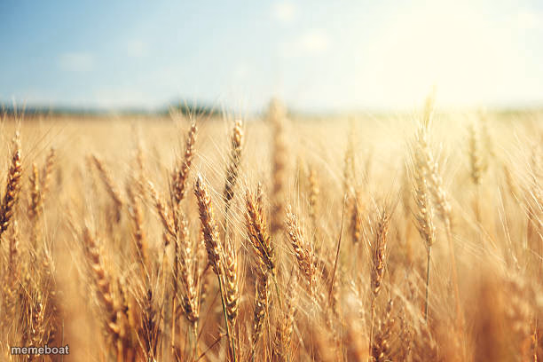 Wheat field - meme generator image preview