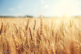 Wheat field