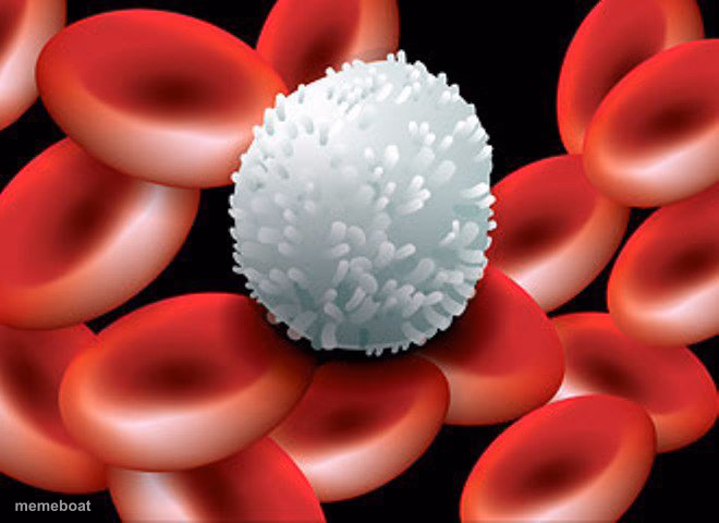 White blood cells - meme generator image preview
