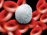 White blood cells