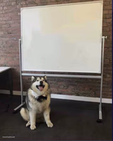 Whiteboard husky