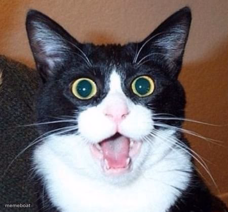 whoa cat - meme generator image preview