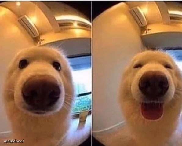 wholesome doggo - meme generator image preview