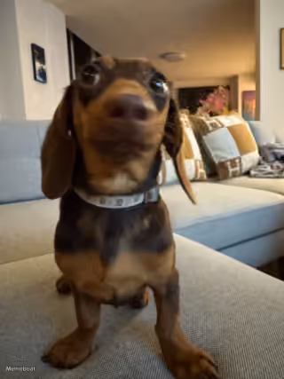 Wide-Eyed Dachshund