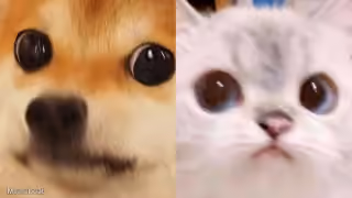 Wide-eyed Dog and Cat