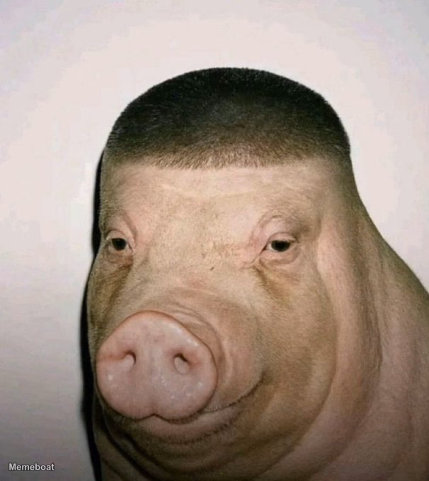 Wigger Pig / Pig with a Buzz Cut Fade - meme generator image preview