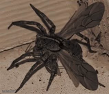Winged spider