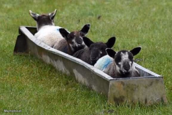 Lambs In A Trough Boat - meme generator image preview