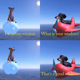 Wisdom dog