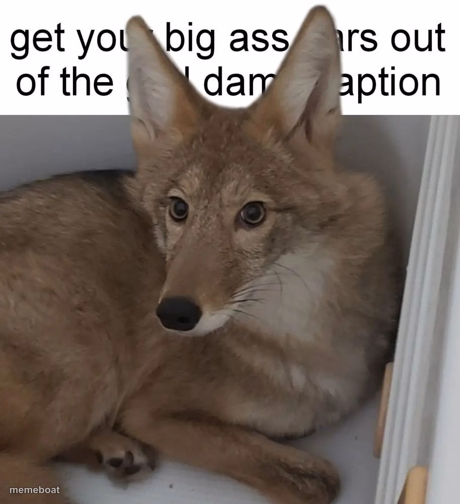 Wolf ears - meme generator image preview