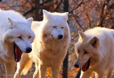 Wolf laugh