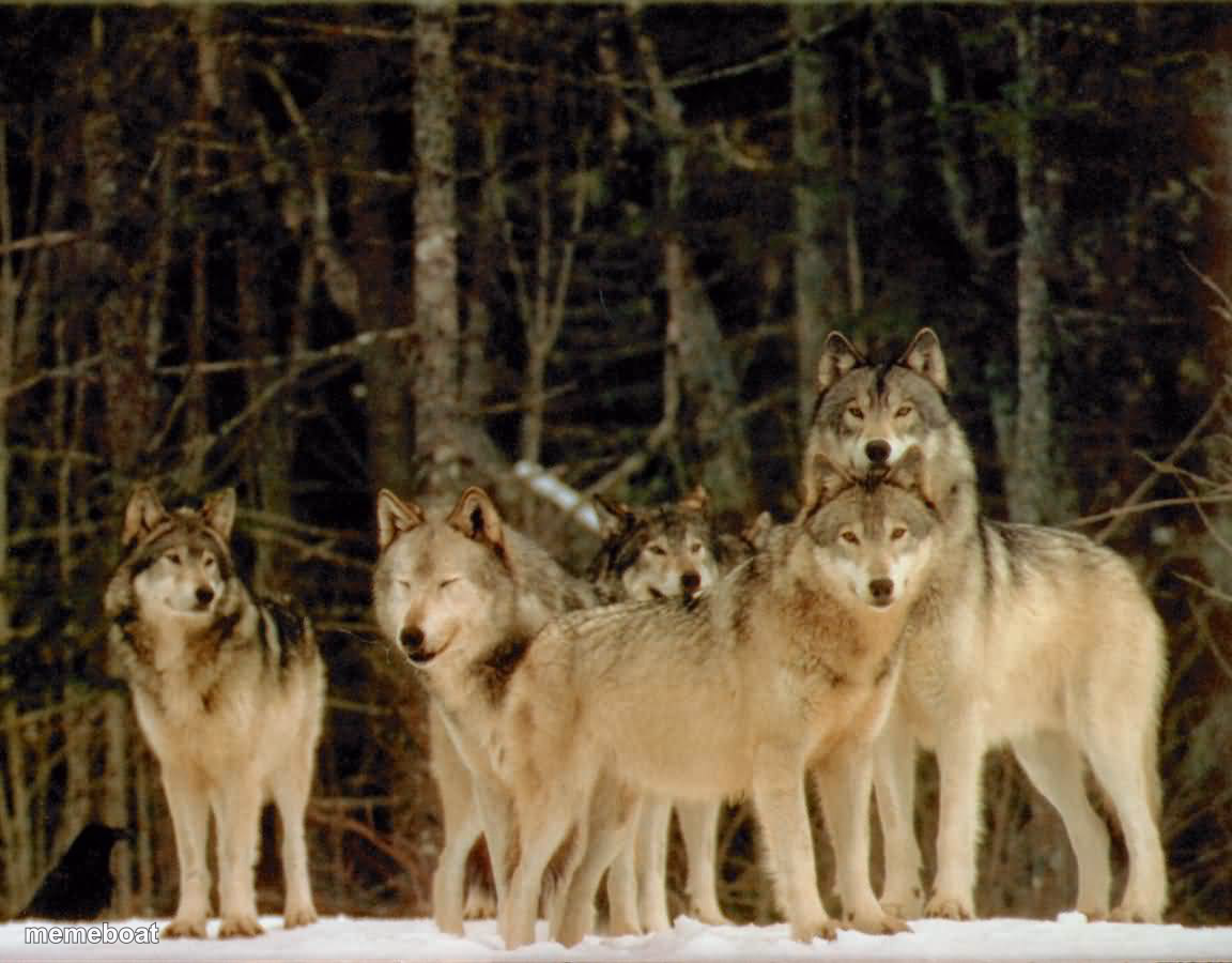 wolf pack - meme generator image preview