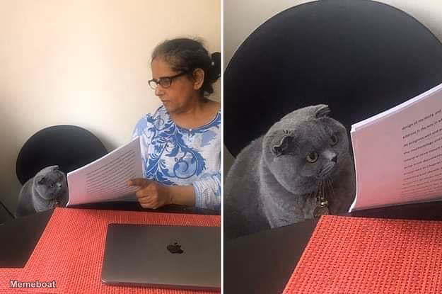 Woman showing paper to cat - meme generator image preview