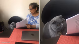 Women showing cat papers