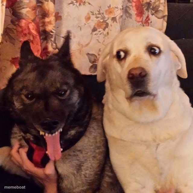 worried at evil dog - meme generator image preview