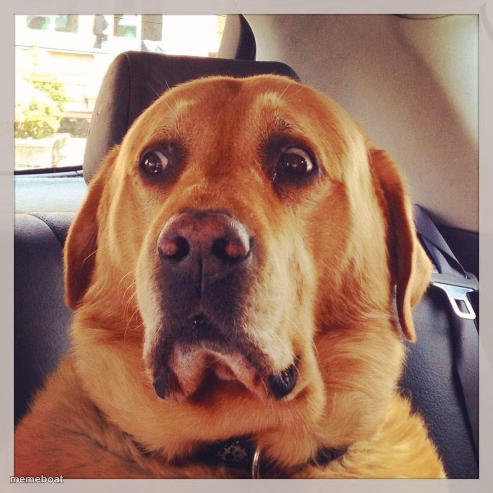 Worried dog - meme generator image preview