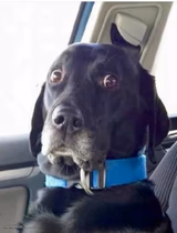 Worried Woofer
