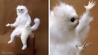 Startled Fluffy Cat Creature