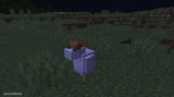 Wtf chicken