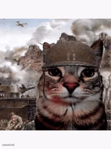 WW2 Cat