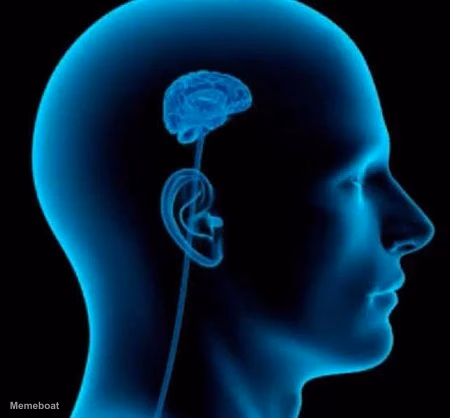 X Ray of Man with Small Brain - meme generator image preview