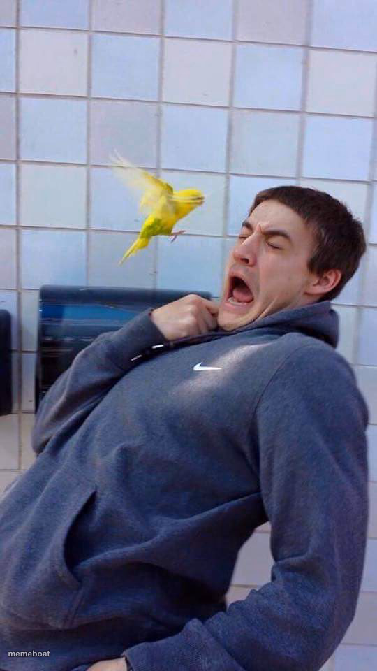 Yellow Bird's Revenge - meme generator image preview
