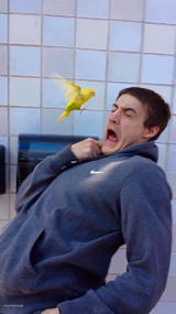 Yellow Bird's Revenge