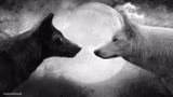 You have two wolves