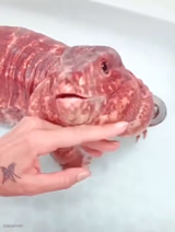 You hungry
