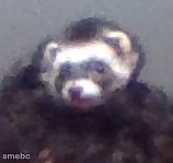 zach's ferret - meme generator image preview