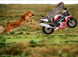 Zebra Getaway