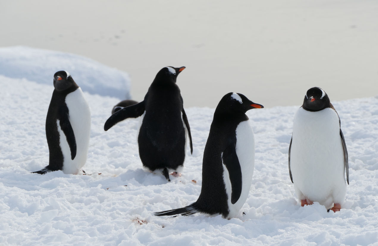 Gentoo Penguins near Port Lockroy in Antartica