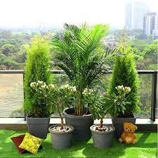 Outdoor Plants