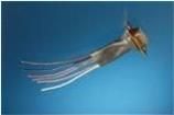 FIT3003/8 BK103  Wire & Cable
