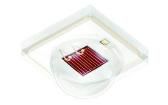 GF CSSPM1.24-1T3T-1-1  Optoelectronics