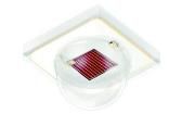 GY CS8PM1.23-KQKS-36-0  Optoelectronics