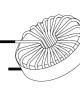 SKP5-50 Fixed Inductors