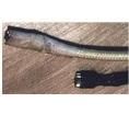 8623434002  Wire & Cable